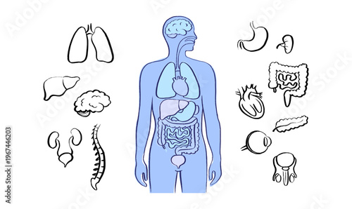 Internal Organs Sketch