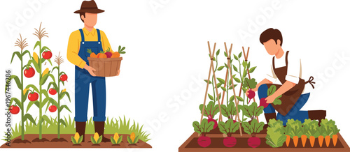 Farmers Harvesting Vegetables Vector Illustration with Tomato, Radish, Carrot, and Organic Garden Farming Scenes`