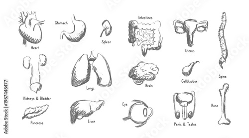 Internal Organs Sketch
