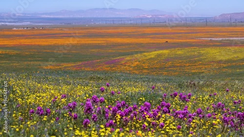 Wallpaper Mural Slow motion shot of wildflower super bloom at Antelope Valley in Lancaster, California, USA Torontodigital.ca