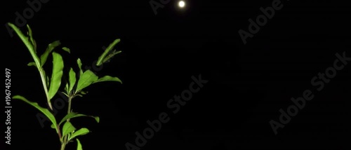 Fresh Pomegranate Leaves video with moon light.