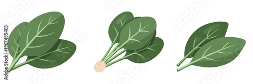 Three spinach leaf bunches arranged isolated on white background