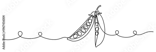 Pea pod opened revealing peas on continuous line composition, none editable strokes