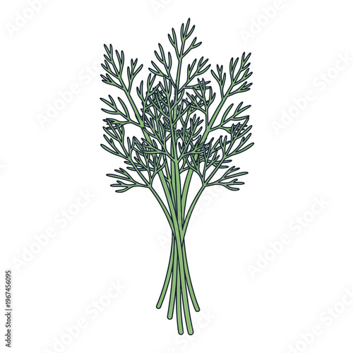 Fresh green dill herb bundle aromatic culinary ingredient healthy cooking element vibrant plant kitchen staple flavorful garnish.