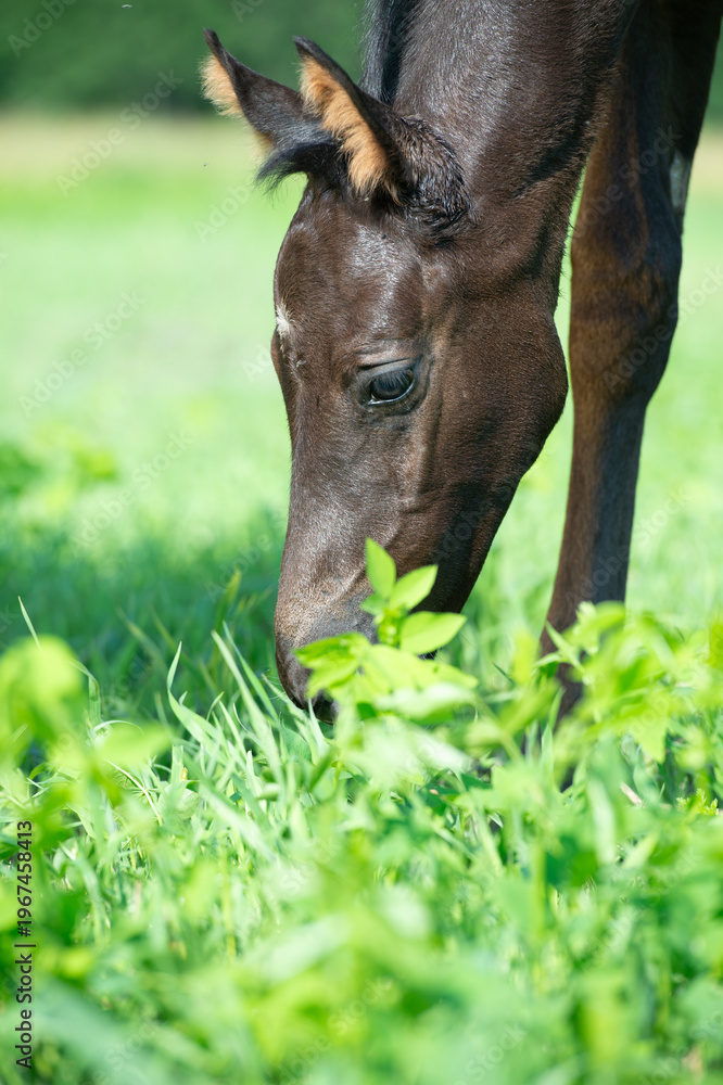 Naklejka premium vibrant portrait of beautiful black foal of sportive breed grazing in field at sunny summer day