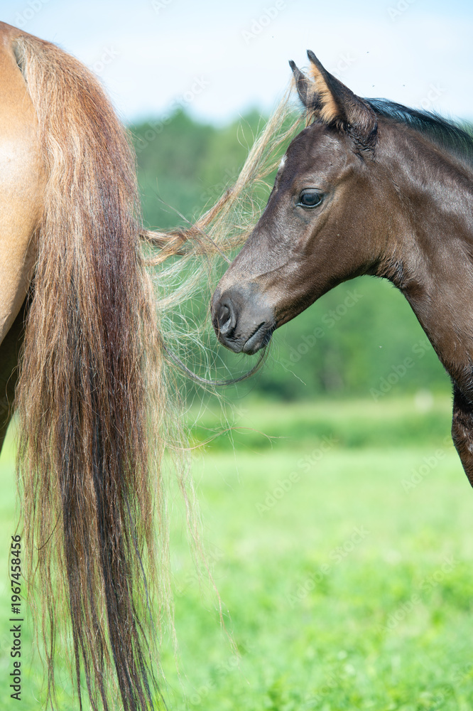 Naklejka premium portrait of beautiful black foal breed grazing in field at sunny summer day