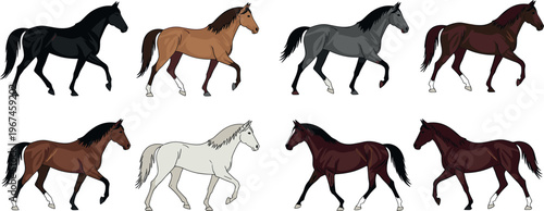 Collection of Different Horses in Walking Poses, Various Horse Colors and Breeds, Hand-drawn Animal Illustrations for Farm and Wildlife Designs
