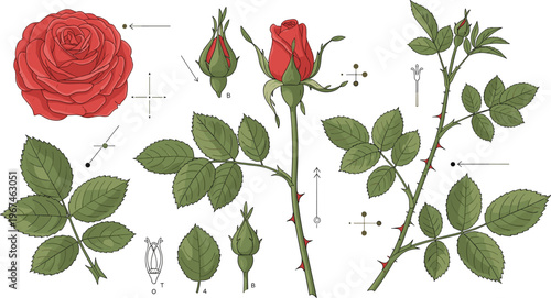 Botanical Rose Anatomy Vector Illustration with Flower, Bud, Stem, Leaves, and Scientific Plant Parts Diagram for Educational Design
