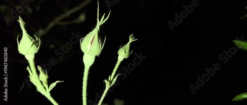 Red Rose Flowers Blooming with Dark Night Background video.