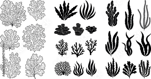 Hand-drawn Coral and Seaweed Vector Illustrations, Ocean Life, Marine Plants Collection