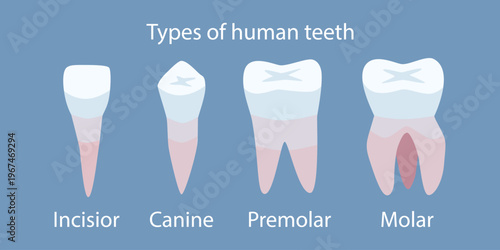 Types of human teeth. Medicine and healthcare. Dental clinic