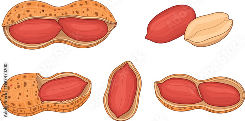 Illustration Set of Peanuts in Shell, Shelled Peanuts, and Peanut Kernels for Food, Snack, and Nutrition Designs
