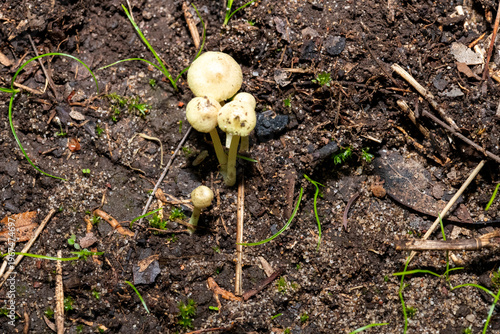 Dung roundhead fungi (Protostropharia semiglobata)