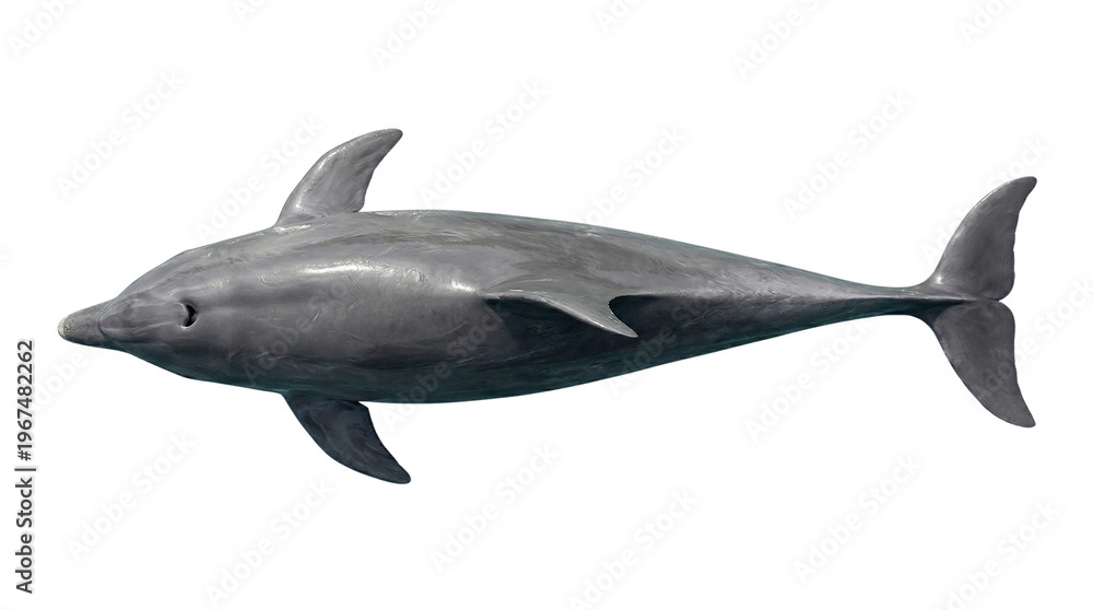 Obraz premium A realistic illustration of a gray dolphin swimming in the ocean, showcasing its sleek body and powerful fluke, a majestic marine mammal in its natural habitat