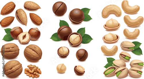 Assortment of Whole and Shelled Nuts Including Almonds, Walnuts, Cashews, Hazelnuts, and Pistachios with Leaves, Vector Illustration