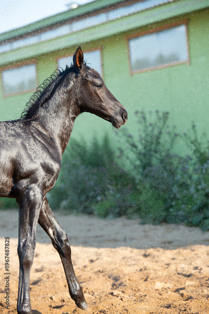 Obraz premium black foal of sportive breed washing by shower near stable at summer hot day. close up