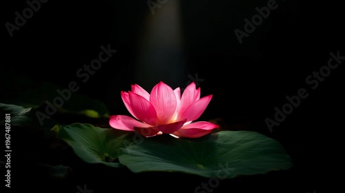 Lotus Flower Blooming in Water With Soft Light Shining During Afternoon Hours