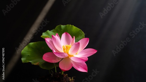 Lotus Flower Blooming in Water With Soft Light Shining During Afternoon Hours