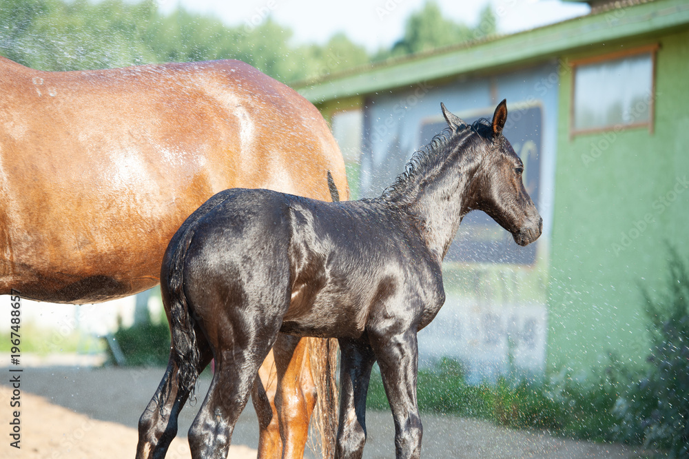 Naklejka premium black foal of sportive breed washing by shower near stable at summer hot day