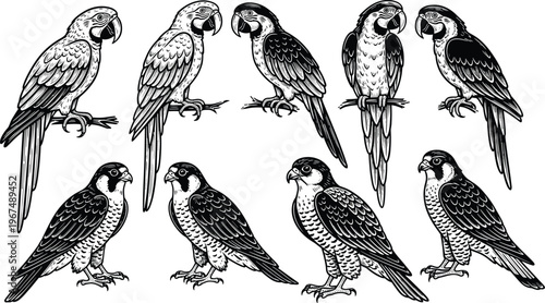 Birds Icon Set Featuring Parrots and Falcons in Detailed Line Art for Wildlife, Nature, and Animal Illustrations
