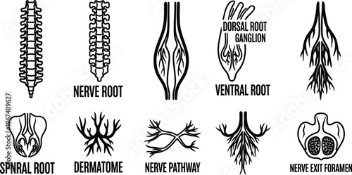 Black and white illustration of various nerve system parts and their functions  nerve root  ventral root  dorsal root ganglion