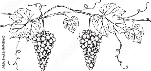 Black and white illustration of grapes on vine with leaves and stems