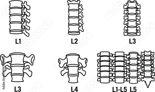 Detailed anatomical illustrations of human lumbar spine sections L1 to L5 and L1L5 with vertebrae and discs  medical educational diagram