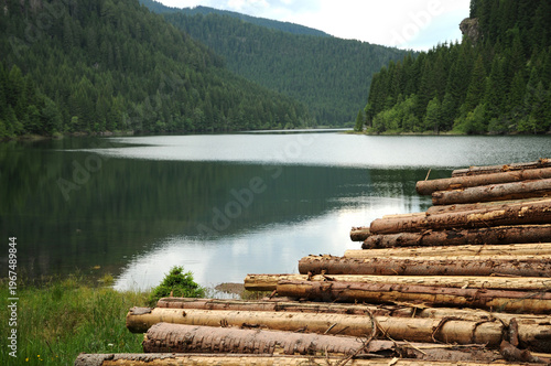 Fir tree trunks cut near an Alpine lake in the Dolomites, Italy