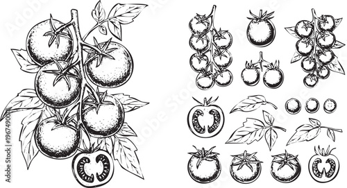 Black and white illustration of various tomato elements