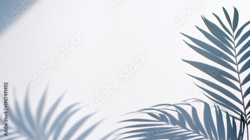 Shadows of Palm Leaves on a White Wall in Bright Afternoon Light