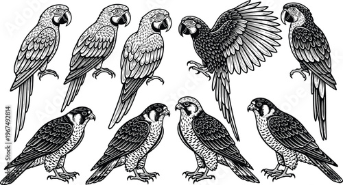 Detailed Parrot and Falcon Icon Set with Flight and Perched Poses in Line Art Style for Wildlife and Animal Illustrations