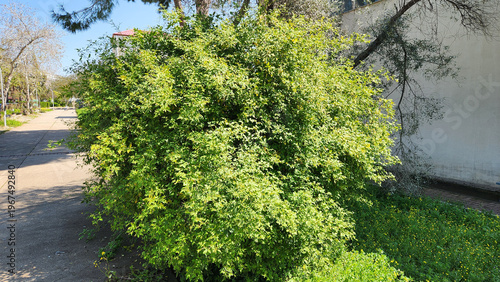 Fényképezés Italian jasmine (Chrysojasminum humile, formerly Jasminum humile) is a semi-evergreen climbing shrub belonging to the olive family (Oleaceae)