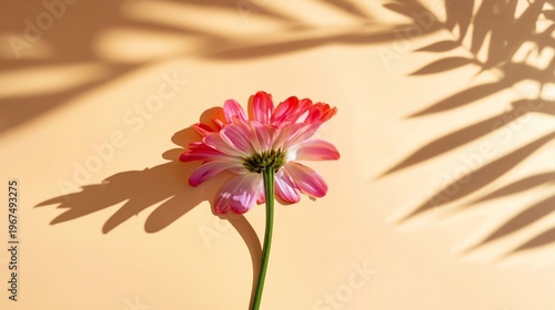 Pink Flower Placed on a Light Background With Shadow Patterns During Daytime