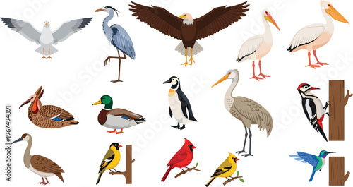 Illustration of Diverse Birds Including Eagle, Heron, Pelican, Duck, Penguin, Woodpecker, Cardinal, Finch, and Hummingbird for Wildlife and Nature Designs