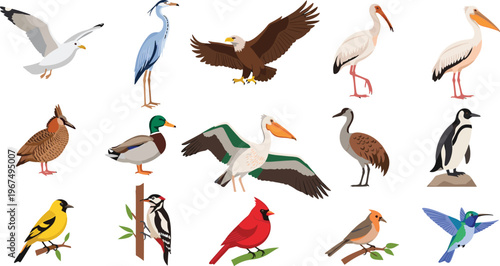 Illustration of Various Birds Including Stork, Heron, Eagle, Duck, Penguin, Finch, and Cardinal for Wildlife and Nature Designs