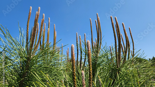A maritime pine or stone pine (Pinus pinea) apical shoots in spring.