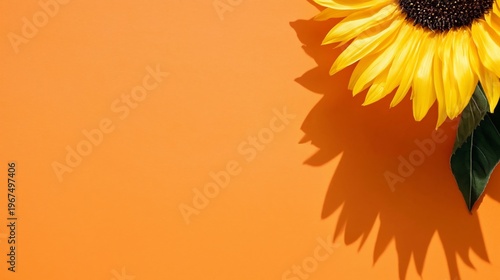 Bright Sunflower on an Orange Background With Green Leaves During Daylight Hours