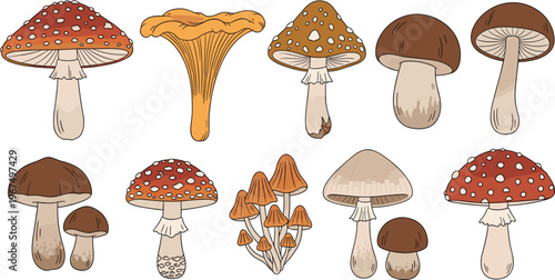Various Mushroom Types Set with Amanita, Chanterelle, and Brown Mushrooms for Nature, Food, and Agriculture Designs
