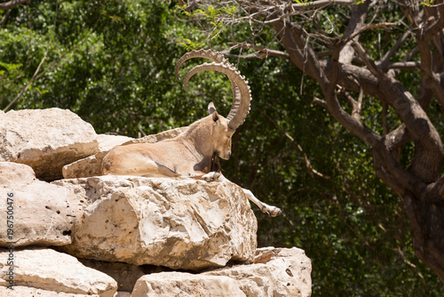 Animals rest in the shade of trees at midday