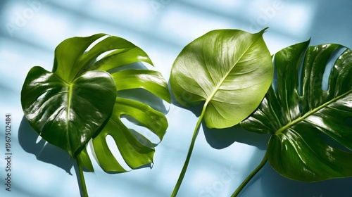 Colorful Hibiscus Flowers and Green Leaves Arranged on a Blue Background During Daylight