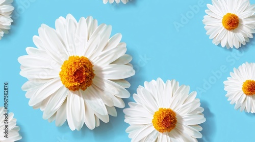 Bright White Flowers With Yellow Centers on a Blue Background for Decoration