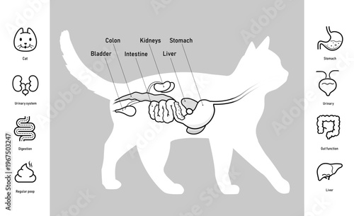 The cat digestive system illustration with set of icons for cats health projects. The outline icons are well scalable and editable. Contrasting elements are good for different backgrounds. EPS10.