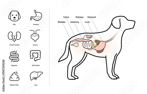The dog digestive system illustration with set of icons for dogs health projects. The outline icons are well scalable and editable. Contrasting elements are good for different backgrounds. EPS10.