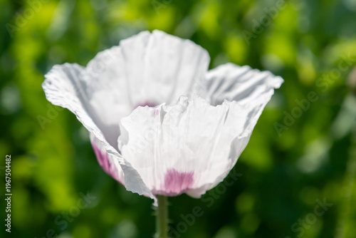 White poppy flower close-up with delicate paper petals in sunlit green garden...