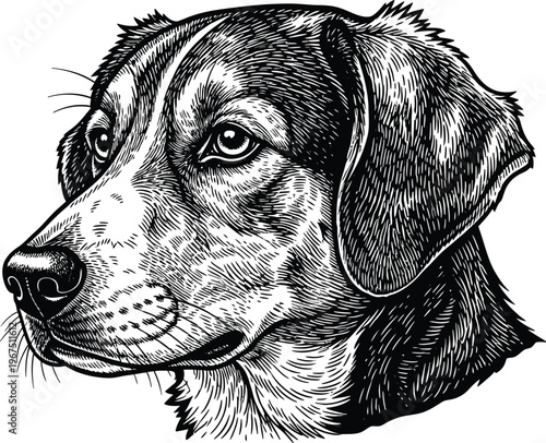 Detailed illustration of a dogs head in black and white  looking sideways
