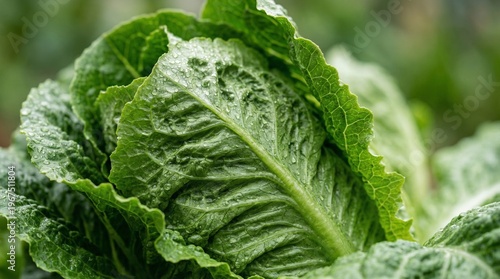 Fresh, vibrant green lettuce leaves captured in an ultra-detailed macro close-up highlighting natural texture and crisp freshness.