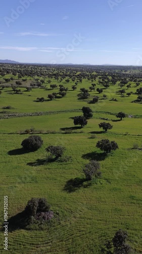 Aerial View of Andalusian Dehesa with Green Meadows and Oak Trees in Spring – Rural Landscape in Southern Spain