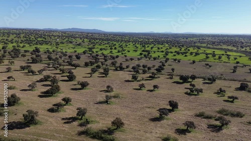 Aerial View of Andalusian Dehesa with Green Meadows and Oak Trees in Spring – Rural Landscape in Southern Spain