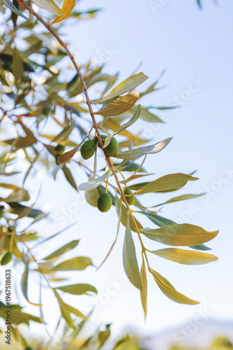 Close-up of unripe green olives hanging from olive tree branch with characteristic silvery-green leaves