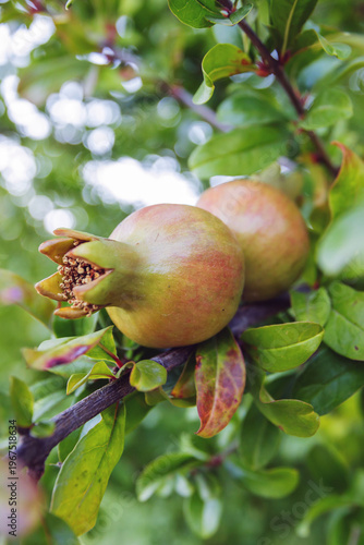 Close-up of fresh pomegranate fruits growing on tree branch with green leaves